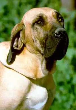 Fila brasileiro de robe fauve.