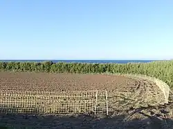 Filets de protection contre les lapins de garenne (France, 2018).