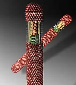 Structure type d'un virus de la famille des Filoviridae