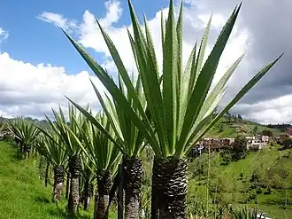 Description de l'image Fique.jpg.