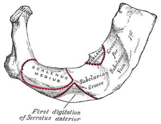 Insertion costale du muscle subclavier (subclavian groove)