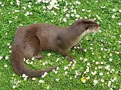 Lutra lutra (Mustelidae)