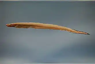 Rhynchoconger flavus