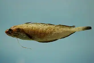 Urophycis floridana.