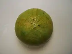 Conolampas sigsbei (Golfe du Mexique).