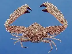 Platylambrus granulatus