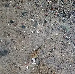 Tapie dans le sable.