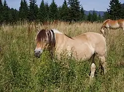 Fjord norvégien (100 %)