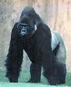 Gorille des plaines de l'est, mâle.