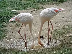 Flamants du Chili (Phoenicopterus chilensis)