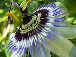 Passiflora caerulea ouverte vue de 3/4.