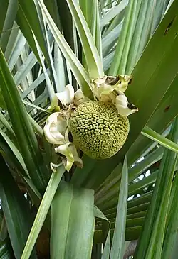 Inflorescence femelle