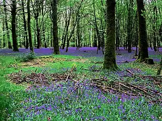 Image de la forêt d'Andaine