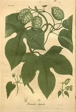 Jacob Bigelow, American medical botany,1820.