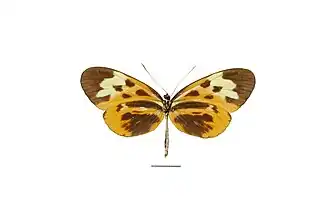 Description de l'image Flickr - ggallice - Hypothyris mamercus d (1).jpg.