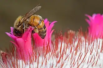 Détail de l'inflorescence