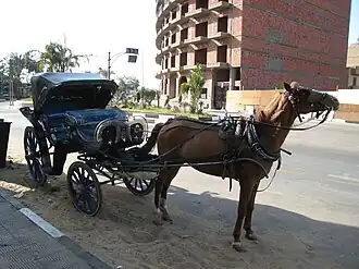 Baladi alezan attelé