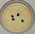 Flies on a Plate, 1878, New Britain Museum of American Art
