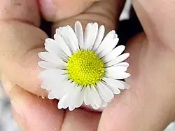 Une fleur jaune et blanche tenue entre deux mains.