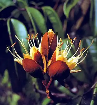 Description de l'image Flor Dicymbe leguminosae.jpg.