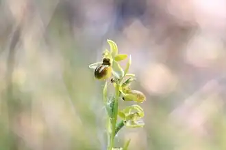 Ophrys petite araignée, ou ophrys litigieux (Ophrys araneola).