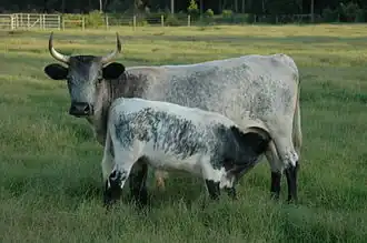 Vache de Floride avec son veau.