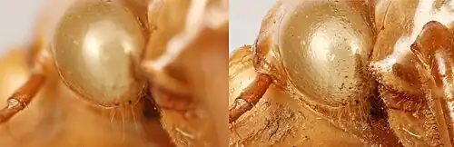 Description de l'image Focus stack focus comparison.jpg.