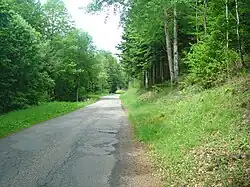 Route montant en pente forte à travers la forêt.