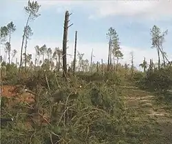 Forêt après la tempête.