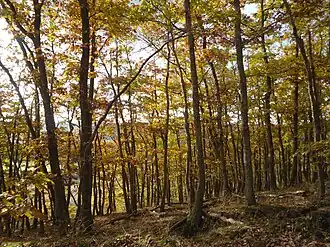 Image illustrative de l’article Forêt de Dreux