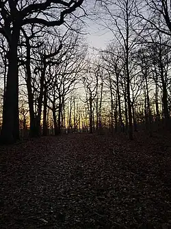La forêt de Fausses-Reposes.