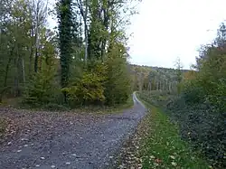 Image illustrative de l’article Forêt de la Londe-Rouvray