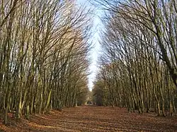 Image illustrative de l’article Forêt de Rennes