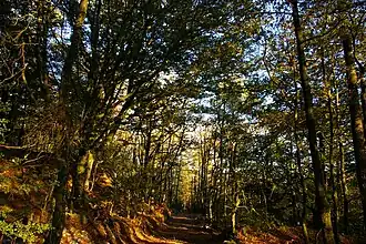 Image illustrative de l’article Forêt de Charnie