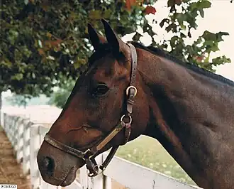 Image illustrative de l’article Forego