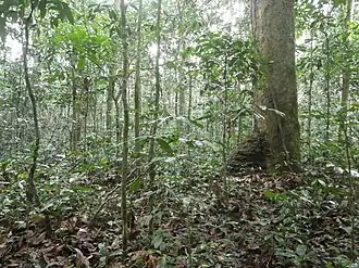 Description de l'image Forest dominated by Gilbertiodendron dewevrei 02.jpg.