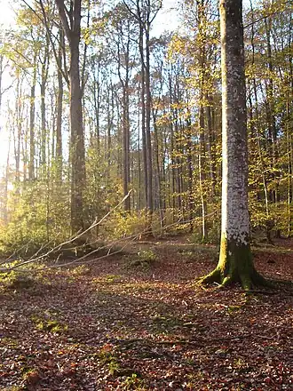 La forêt en automne.