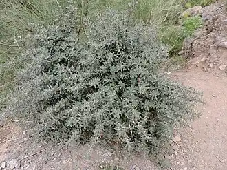 Description de cette image, également commentée ci-après