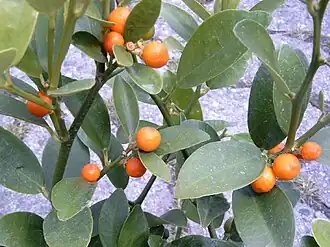 Citrus hindsii (« kumquat sauvage »)