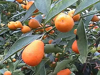 Description de l'image Fortpolyandra.jpg.