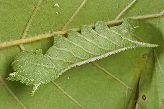 La chenille du sphinx à quatre cornes.