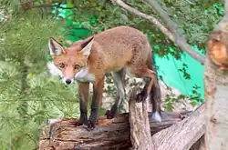 Un Renard roux marchant le long d’un arbre tombé à terre