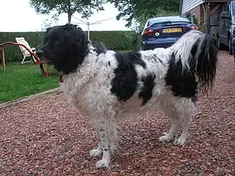 Chien d'eau frison noir et blanc.