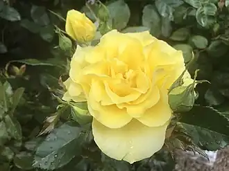 Image illustrative de l’article Friesia