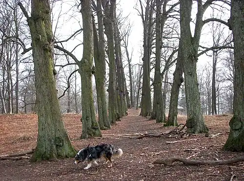 Avenue et promenade plantées dans le parc Frisens au nord de la Villa Kvikkjokk.