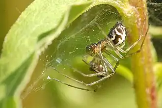 Description de cette image, également commentée ci-après