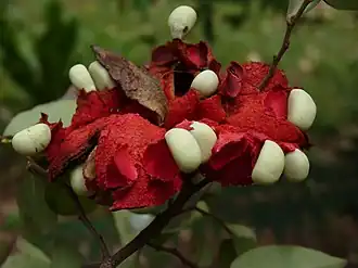Description de l'image Fruit du Xylopia parviflora.jpg.
