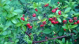 Description de l'image Fruit of Pyracantha Crenulata.jpg.
