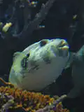 Fugu