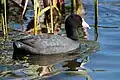 Foulque d'Amérique dans le marais.